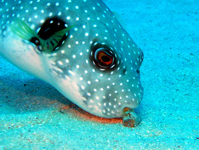 Underwater photograph by Joel Bergsma