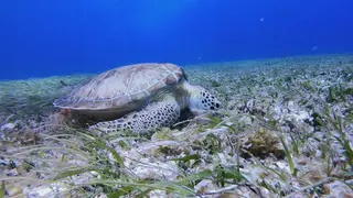 Underwater photograph by Joel Bergsma