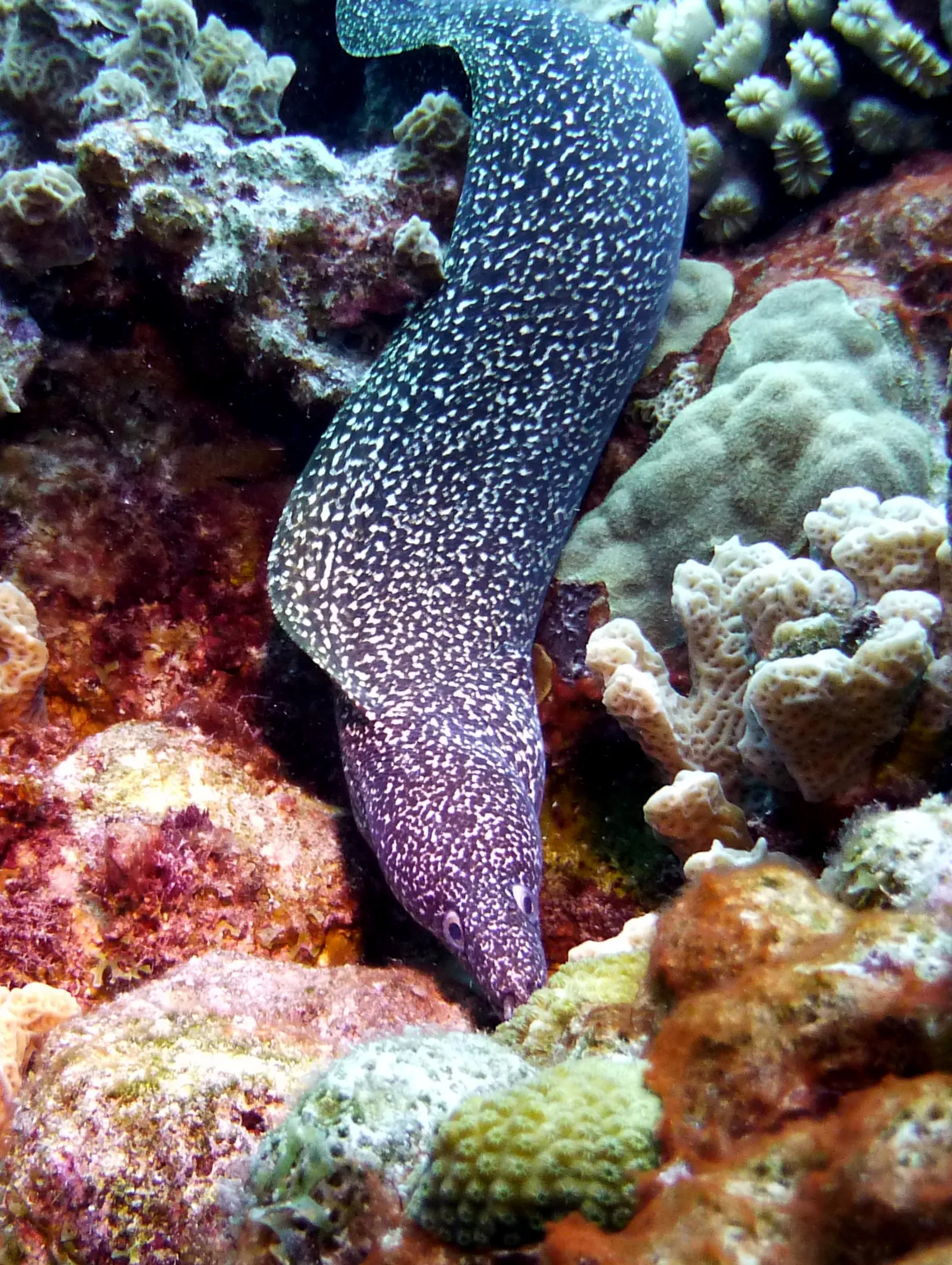 Spotted Moray Eel, Bonaire, 2013