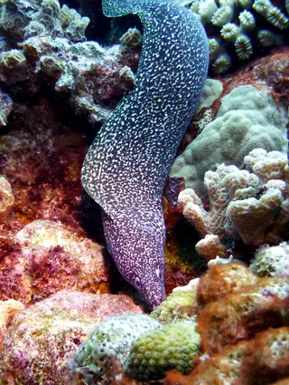Underwater photograph by Joel Bergsma