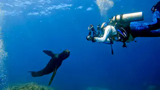 Underwater photograph by Joel Bergsma