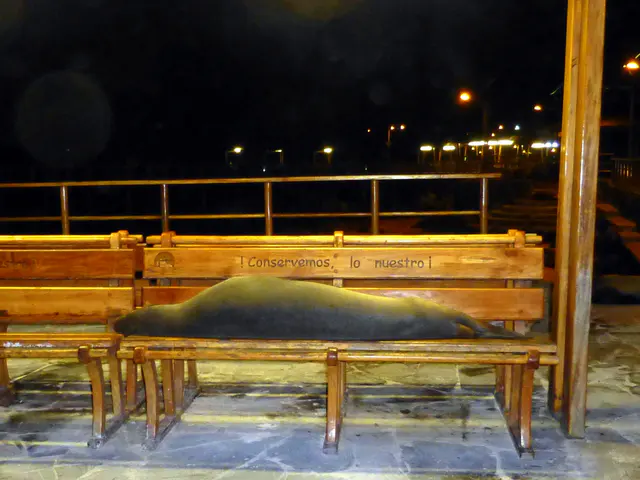 Dinner in town followed by an evening waterfront walk.   Here a large Sea Lion has climbed the pier's stairs and is spending the night on a park bench.  Puerto Baquerizo Moreno, San Cristobal Island.