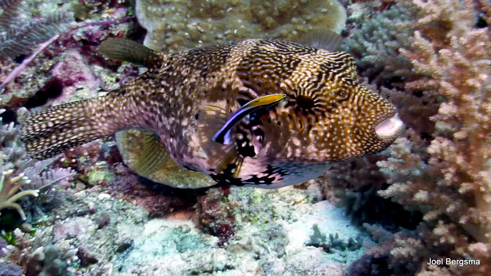 Map Pufferfish, Philippines, 2017