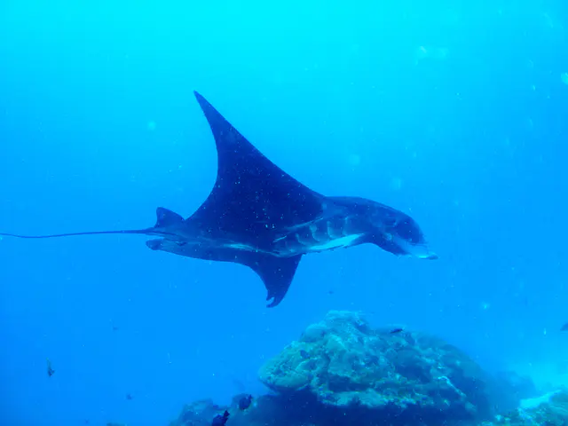 A black manta ray circles the coral balmy cleaning station at the mouth of the German Channel, Palau.  2011-01-15.