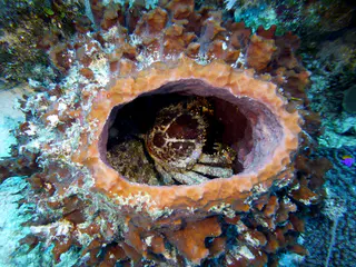 Underwater photograph by Joel Bergsma