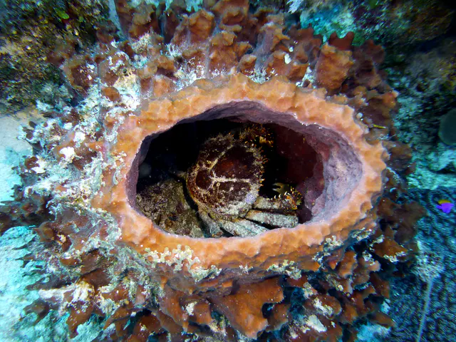 Underwater photograph by Joel Bergsma