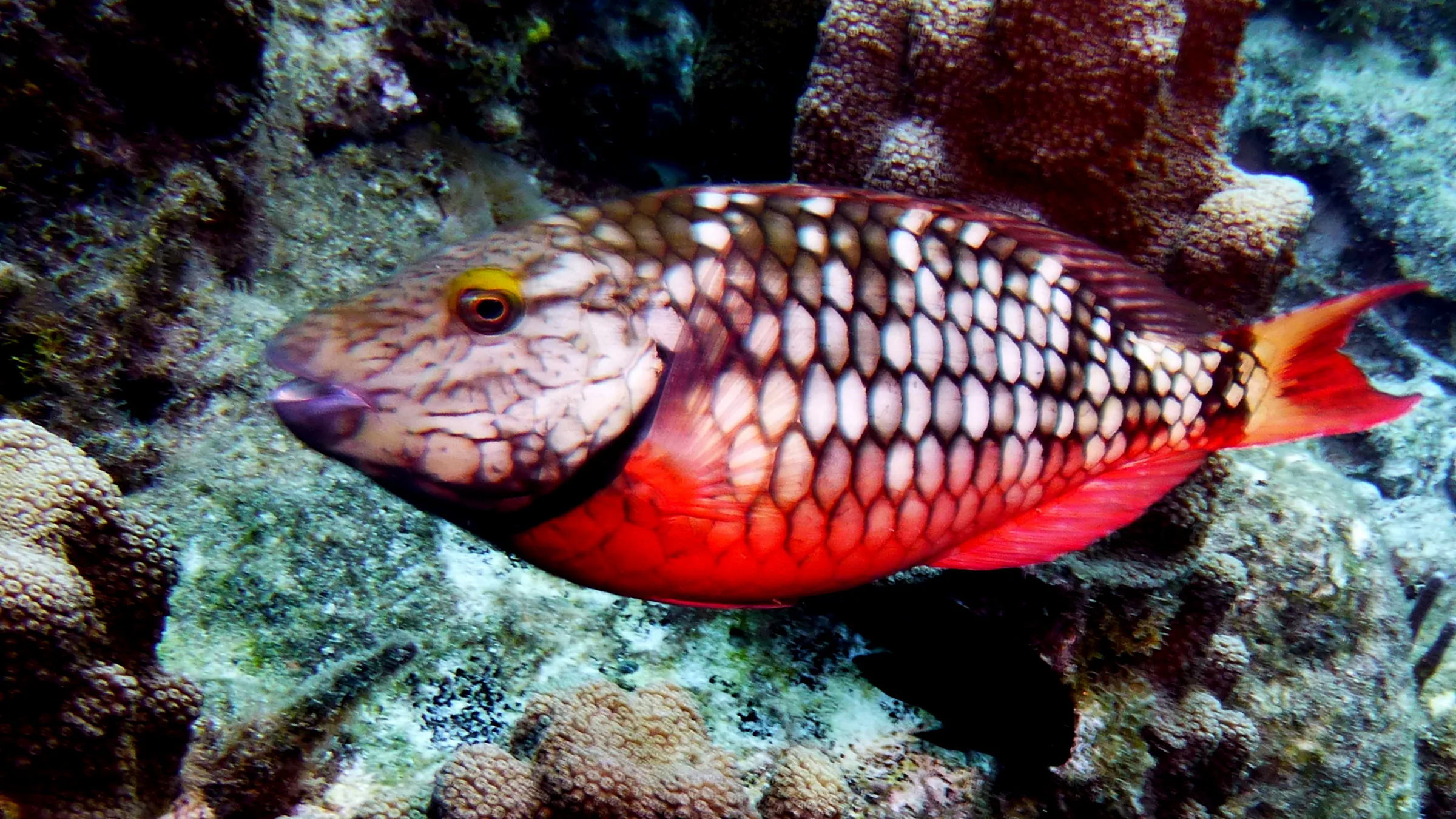 Parrotfish, Bonaire, 2013