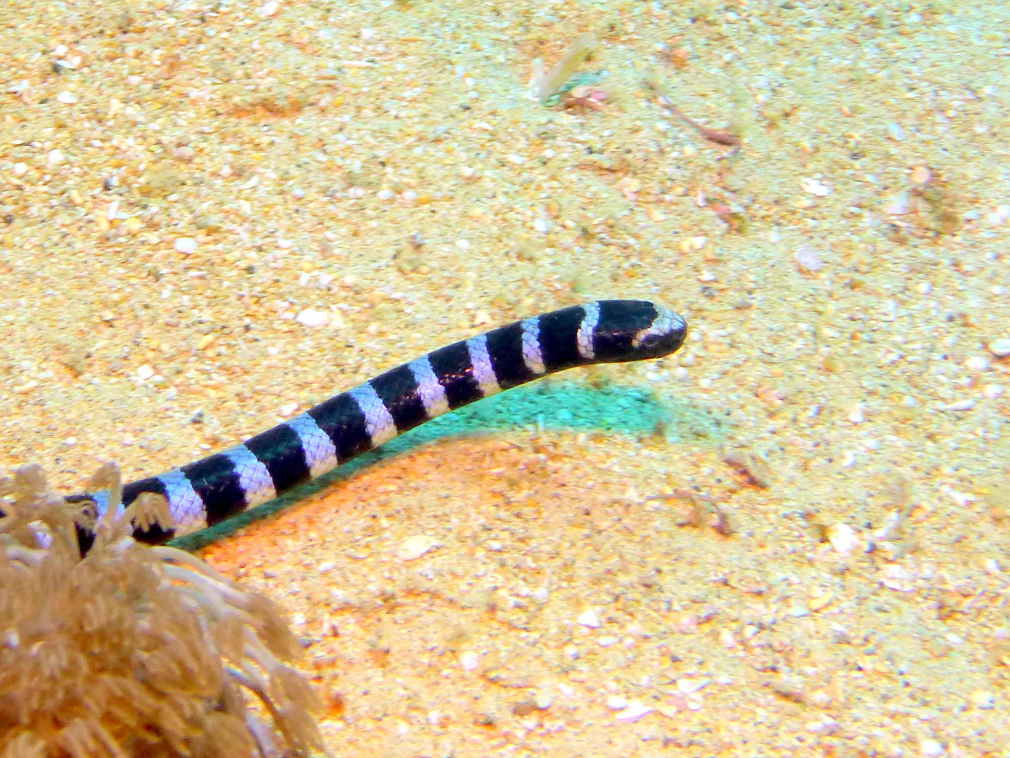 Banded Sea Snake, Philippines, 2014
