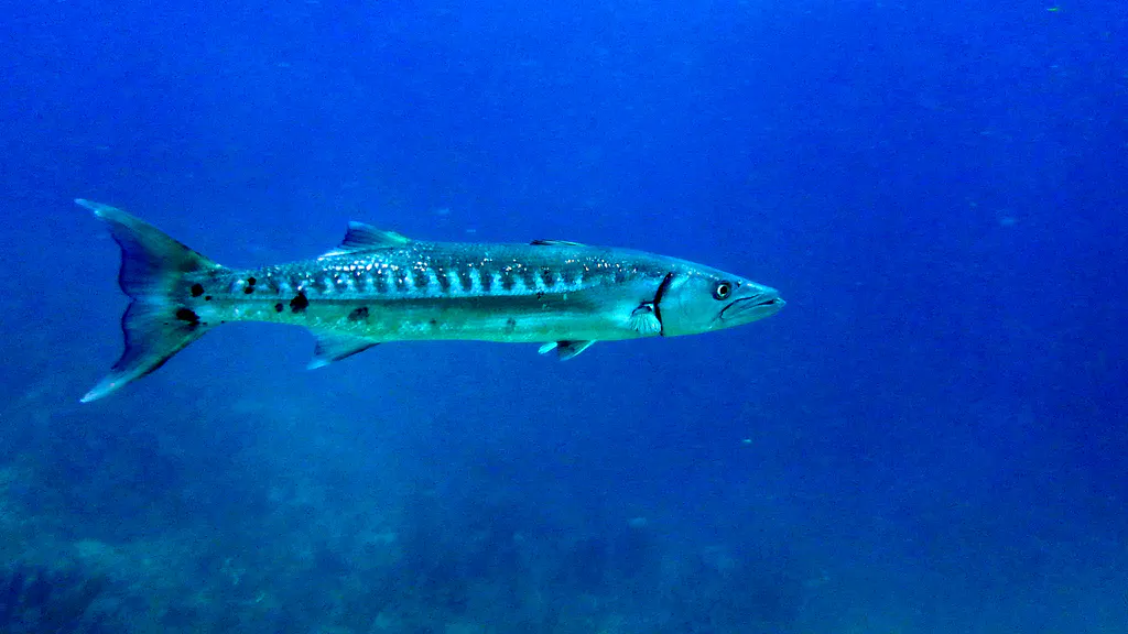 Underwater photograph by Joel Bergsma