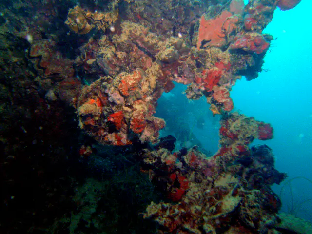 Coral growing on the wrecked ship.