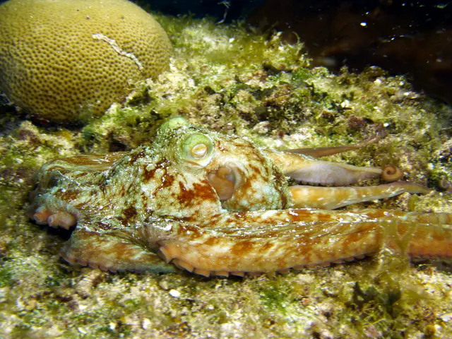 Underwater photograph by Joel Bergsma