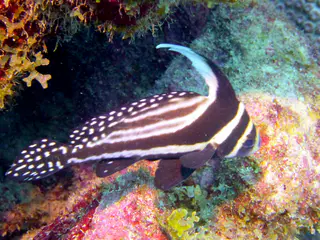 Underwater photograph by Joel Bergsma
