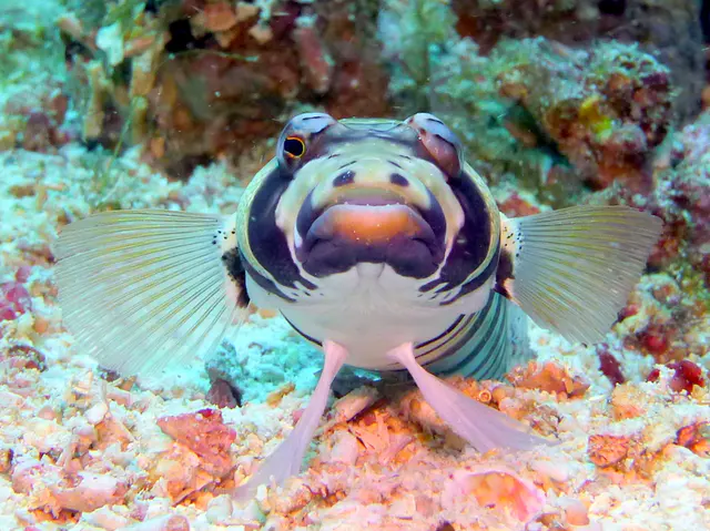 Underwater photograph by Joel Bergsma