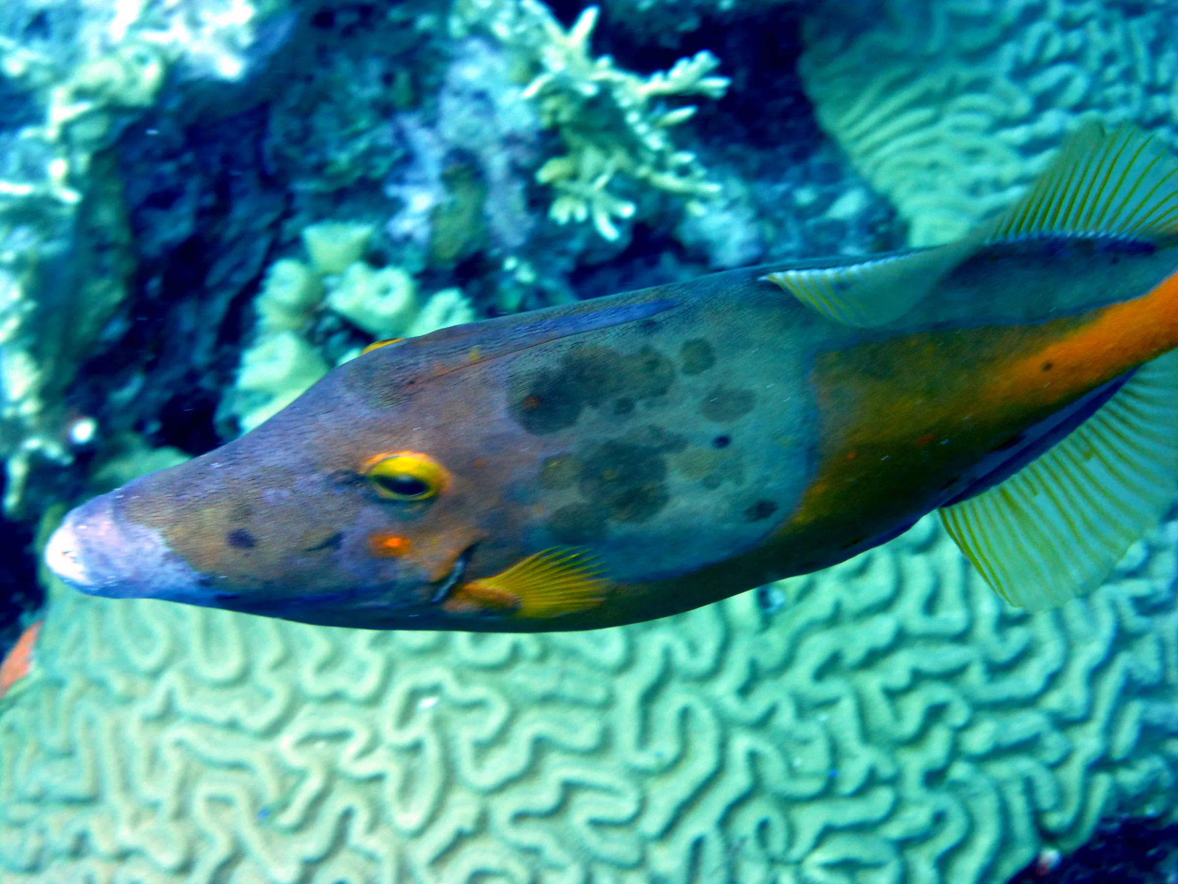 Filefish, Bonaire, 2013