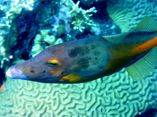 Underwater photograph by Joel Bergsma