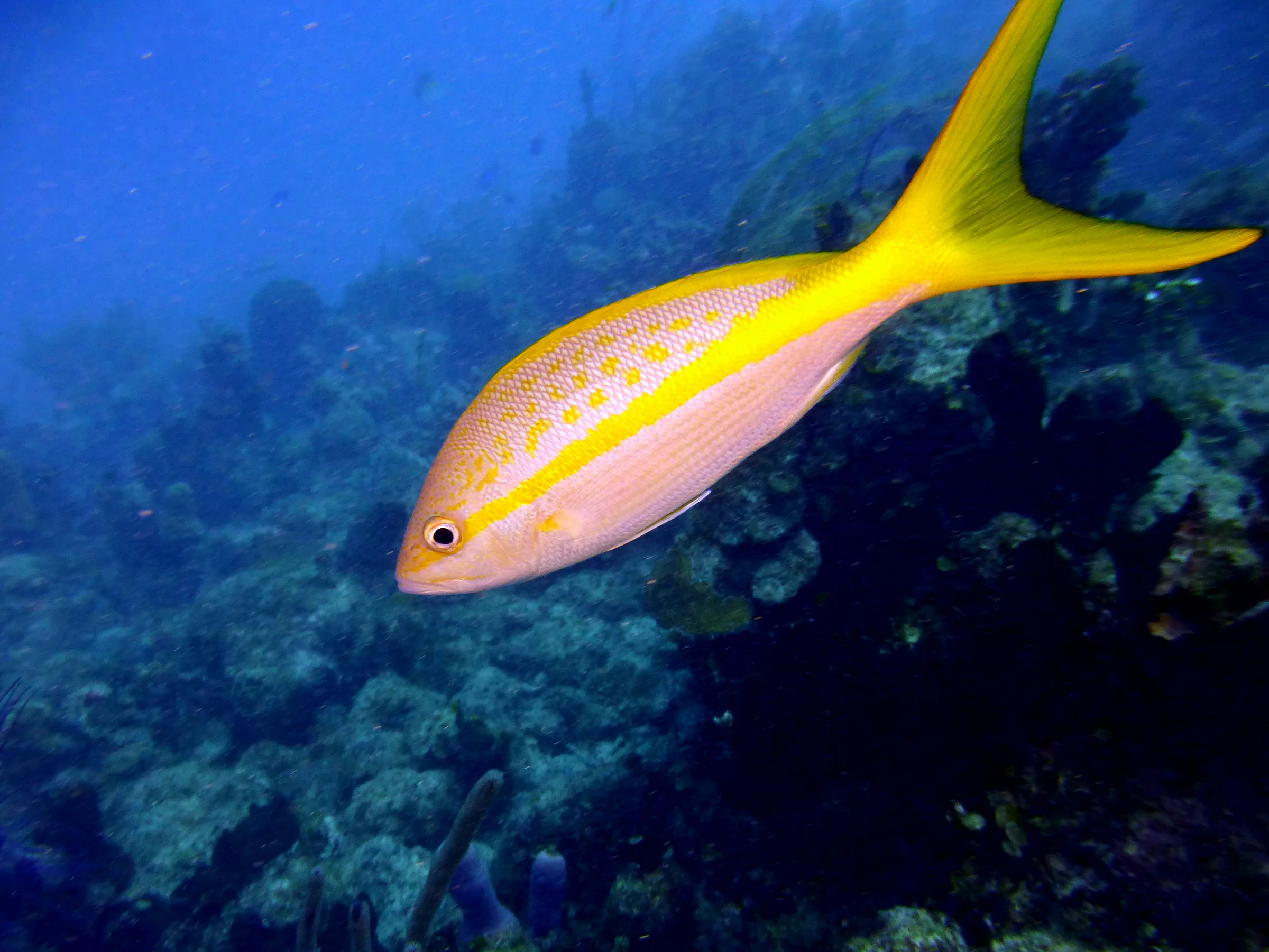Yellowtail Snapper, Belize, 2017