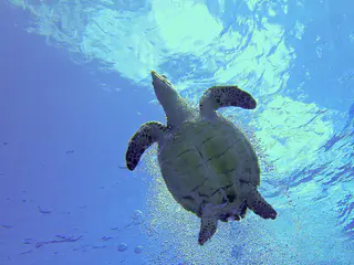 Underbelly of a Hawksbill Turtle