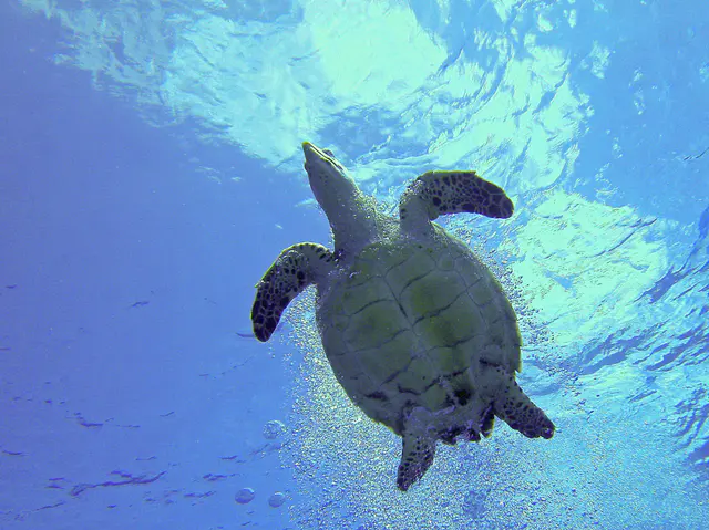 Underbelly of a Hawksbill Turtle