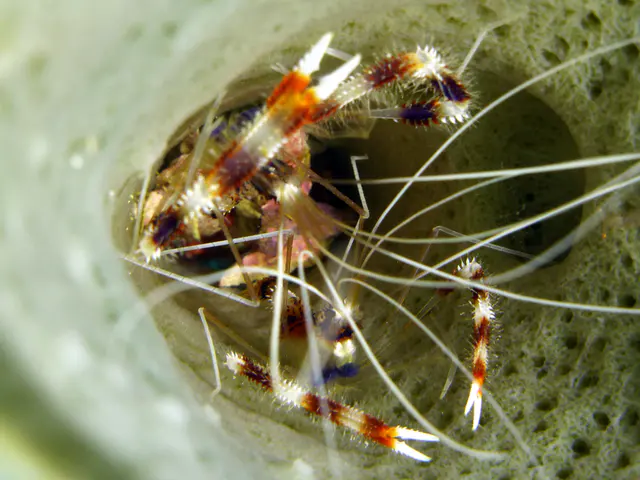 Underwater photograph by Joel Bergsma