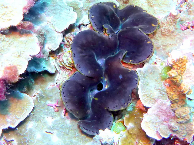 Underwater photograph by Joel Bergsma