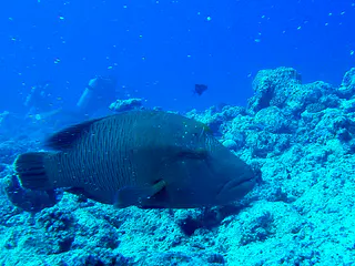 Napoleon Wrasse aka Humphead Wrasse. See Gerald Allen, et al, Reef Fish Identification - Tropical Pacific (2003) at page 193.