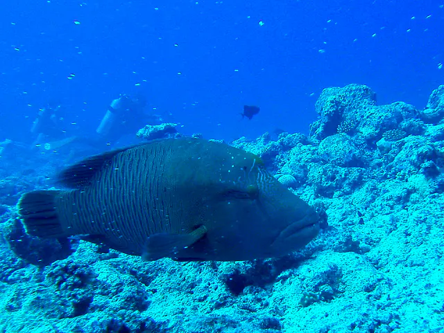 Napoleon Wrasse aka Humphead Wrasse. See Gerald Allen, et al, Reef Fish Identification - Tropical Pacific (2003) at page 193.