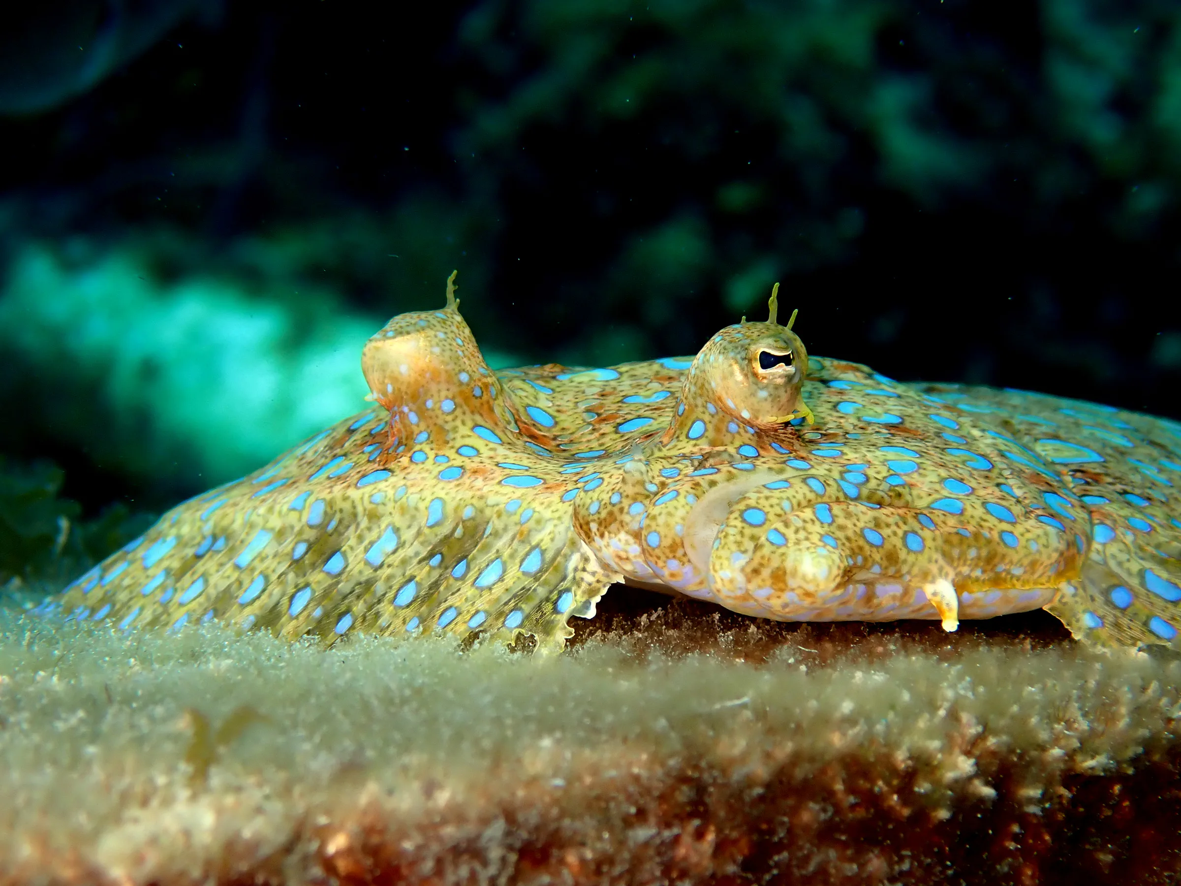 Cozumel underwater photograph, 2023