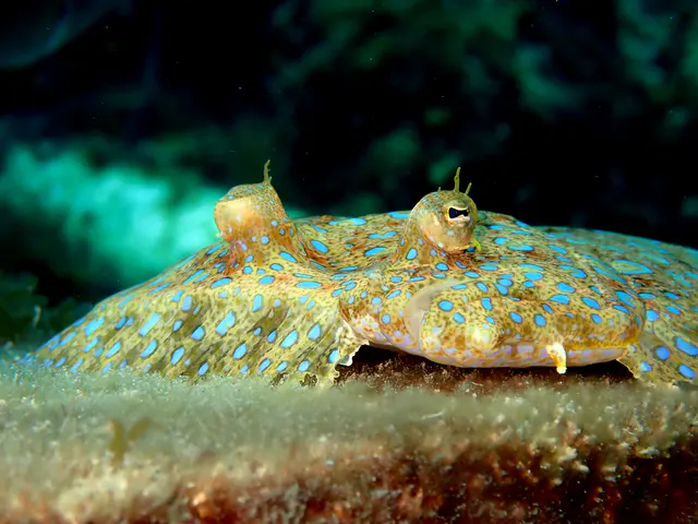Underwater photograph by Joel Bergsma