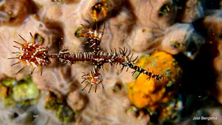Underwater photograph by Joel Bergsma
