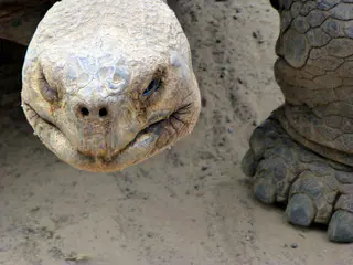 Giant Tortoise