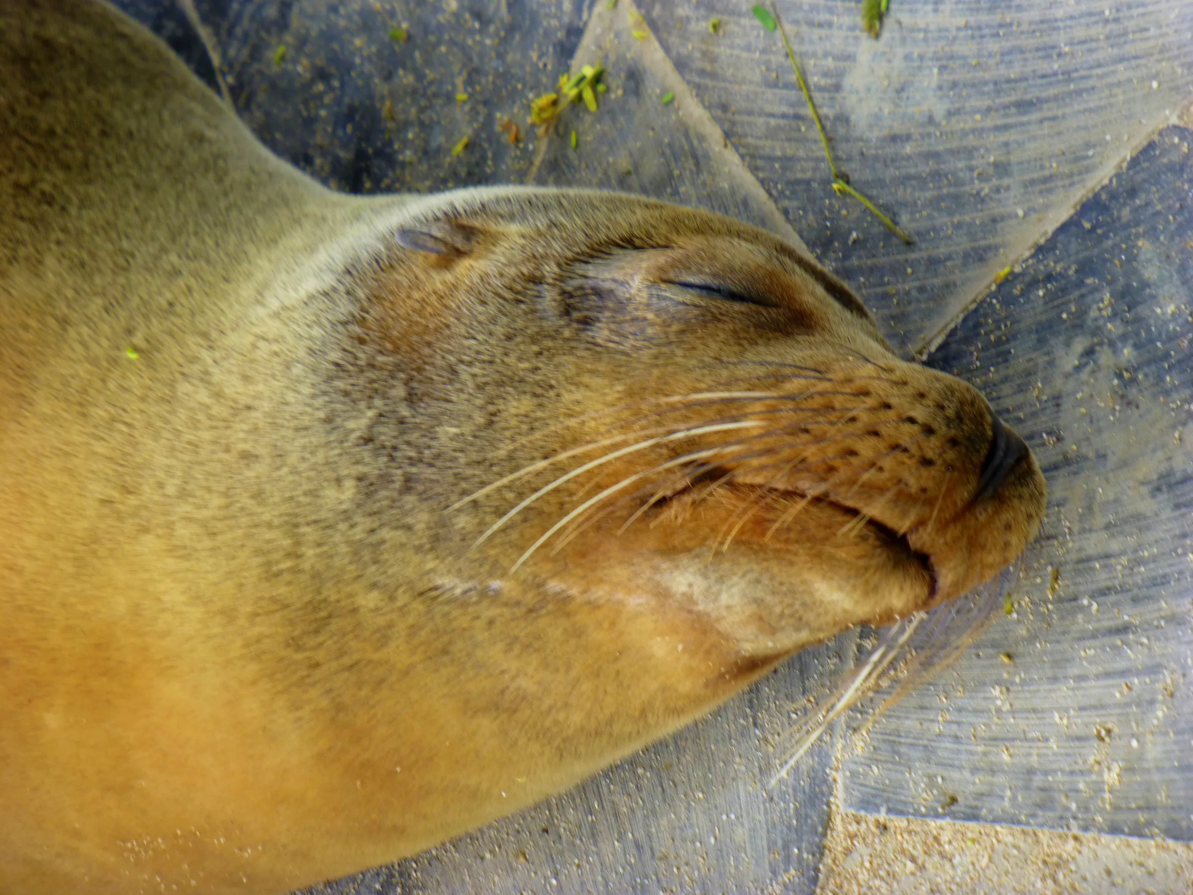 Snoozing Sea Lion.  Puerto Baquerizo Moreno, San Cristobal Island.