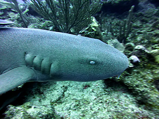 Underwater photograph by Joel Bergsma