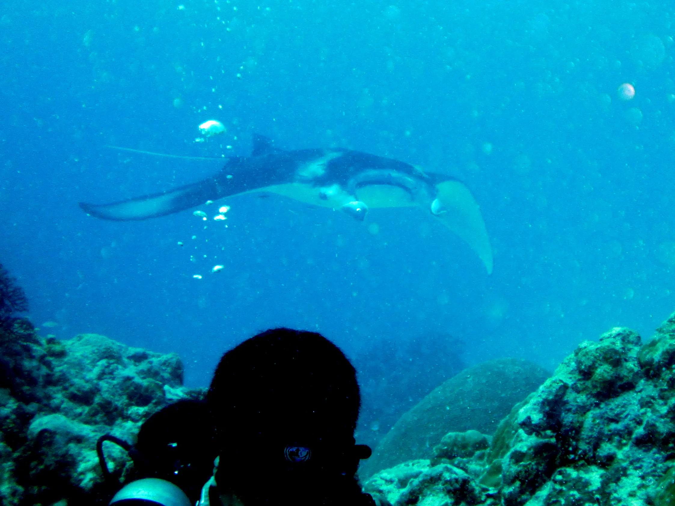 Photo opp. A manta ray with a white underbelly circles the coral balmy cleaning station at the mouth of the German Channel, Palau.
