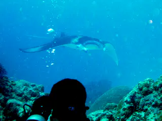 Photo opp. A manta ray with a white underbelly circles the coral balmy cleaning station at the mouth of the German Channel, Palau.