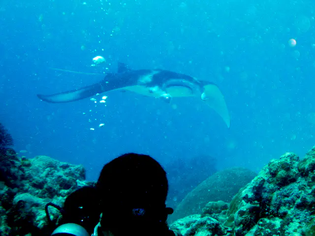 Photo opp.  A manta ray with a white underbelly circles the coral balmy cleaning station at the mouth of the German Channel, Palau.