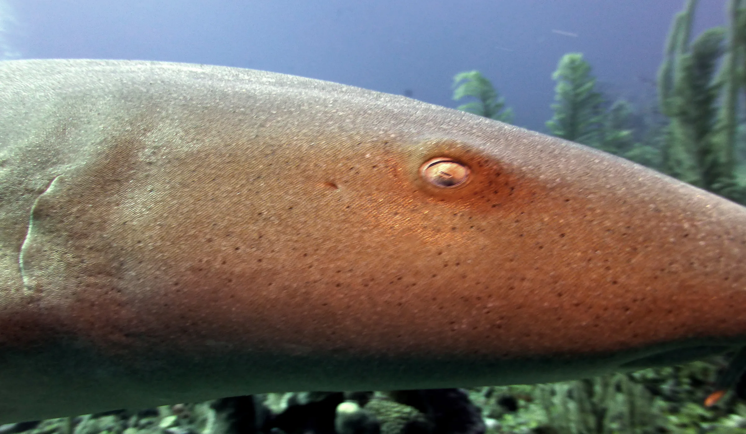 Nurse Shark, Belize, 2017