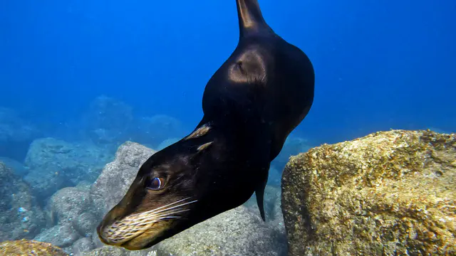 Underwater photograph by Joel Bergsma