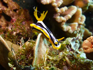 Underwater photograph by Joel Bergsma