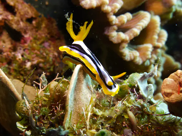 Underwater photograph by Joel Bergsma