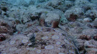 Flounder - closeup