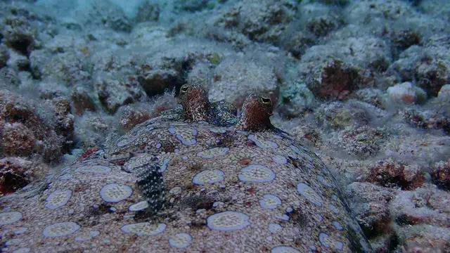 Flounder - closeup