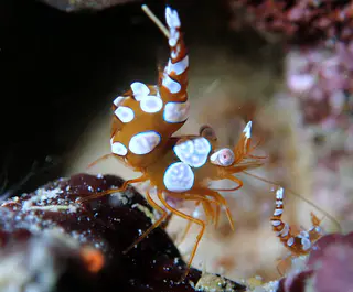 Underwater photograph by Joel Bergsma