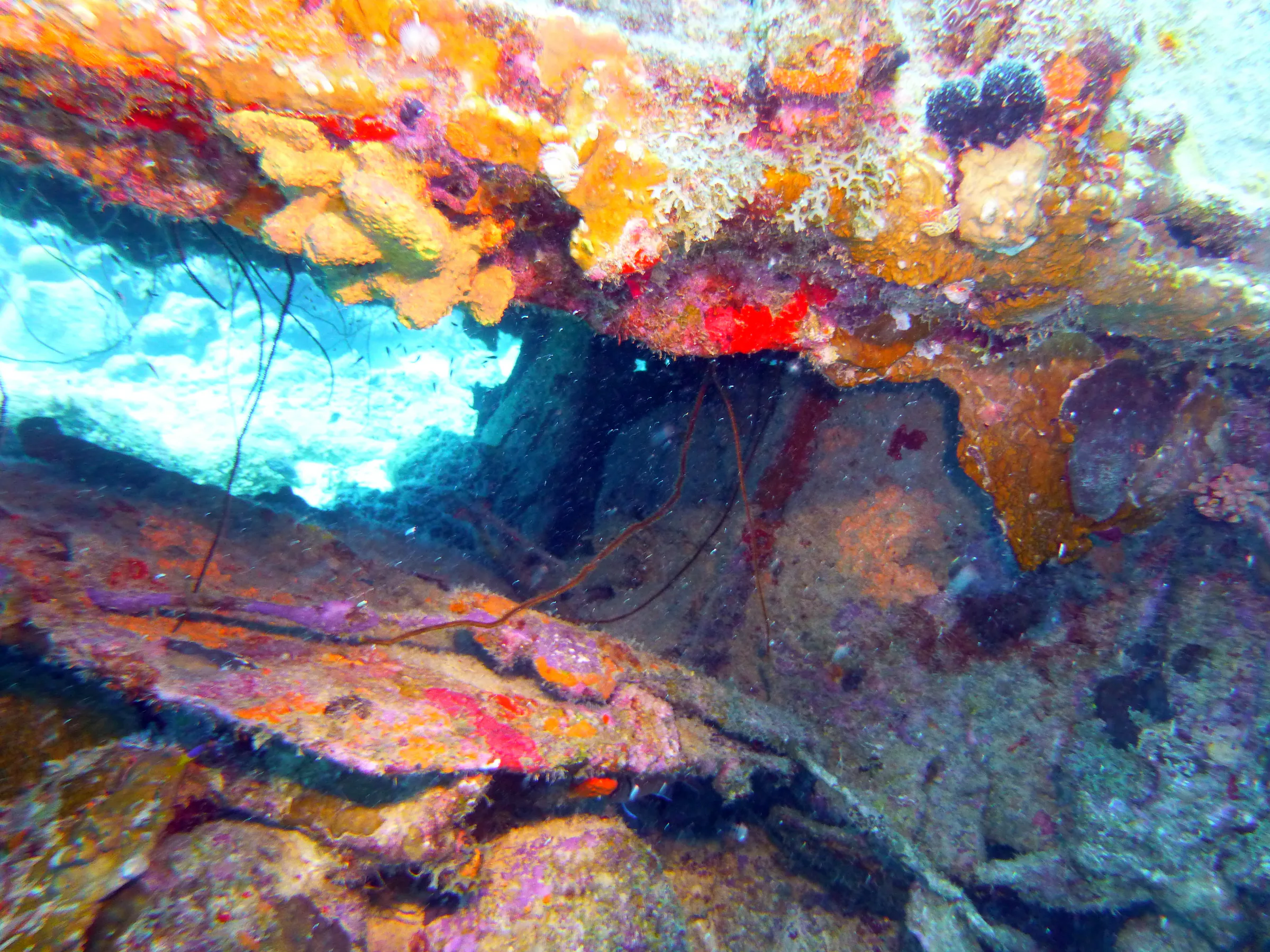Bonaire underwater photograph, 2013