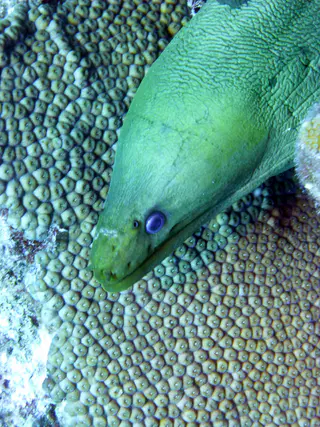 Underwater photograph by Joel Bergsma