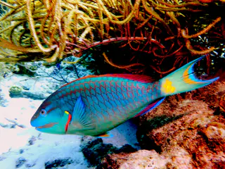 Underwater photograph by Joel Bergsma