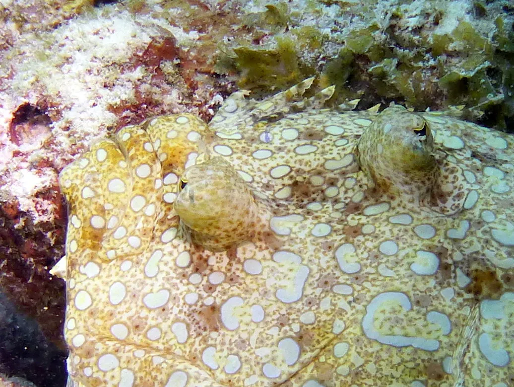 Flounder, Bonaire, 2013