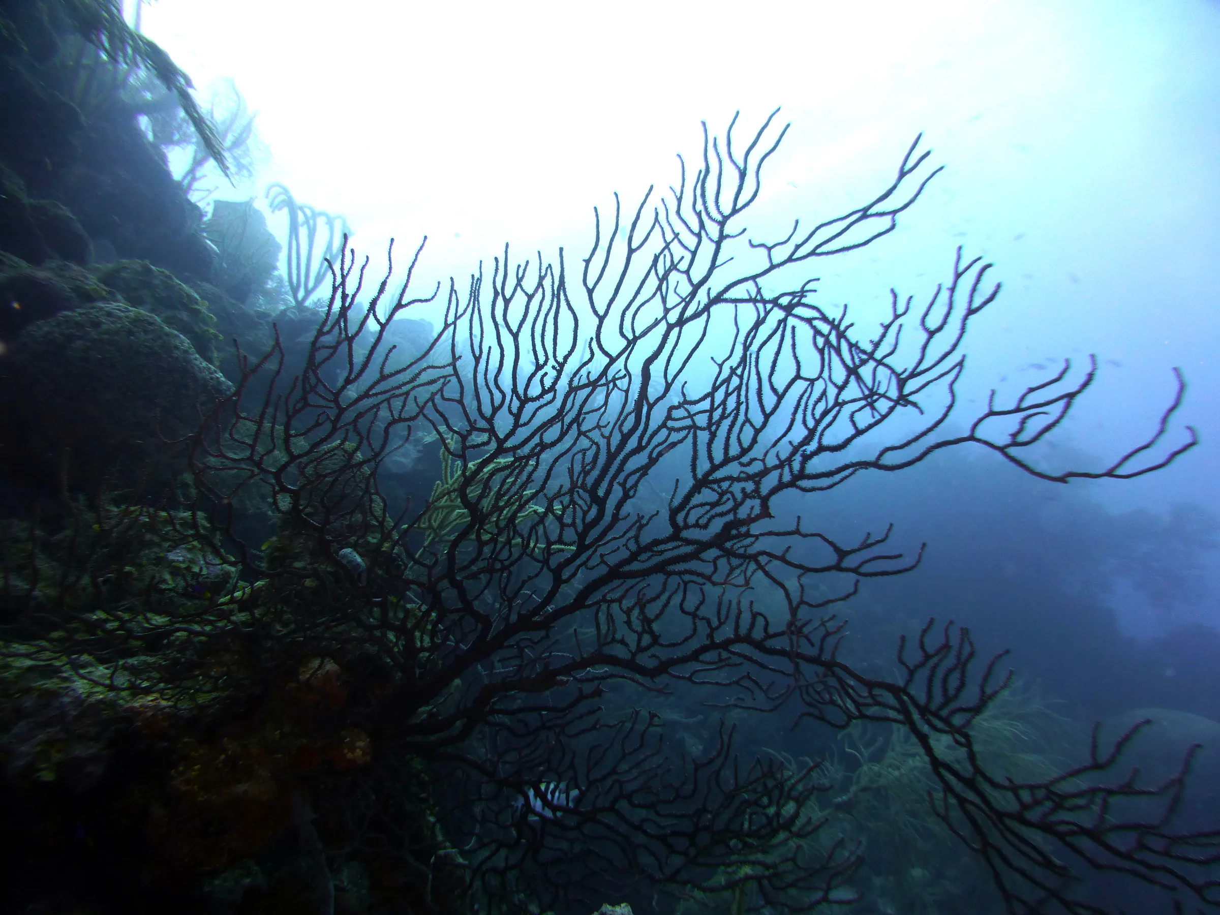 Belize underwater photograph, 2017