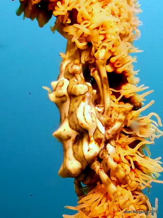 Underwater photograph by Joel Bergsma