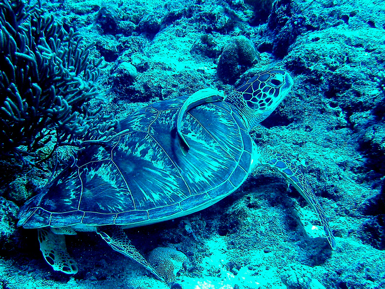 Green sea turtle with a remora hitching a ride on its shell.