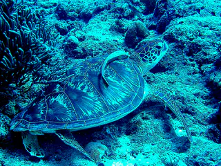 Green sea turtle with a remora hitching a ride on its shell.